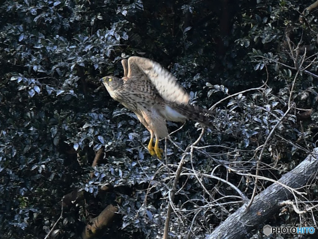 20181202-4　オオタカ（幼鳥）