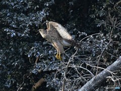 20181202-4　オオタカ（幼鳥）