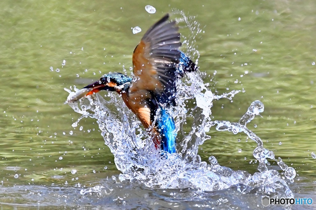 カワセミのダイビング