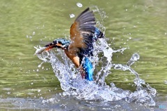 カワセミのダイビング