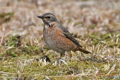 ハチジョウツグミその1