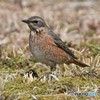 ハチジョウツグミその1