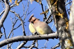 ヒレンジャクその2