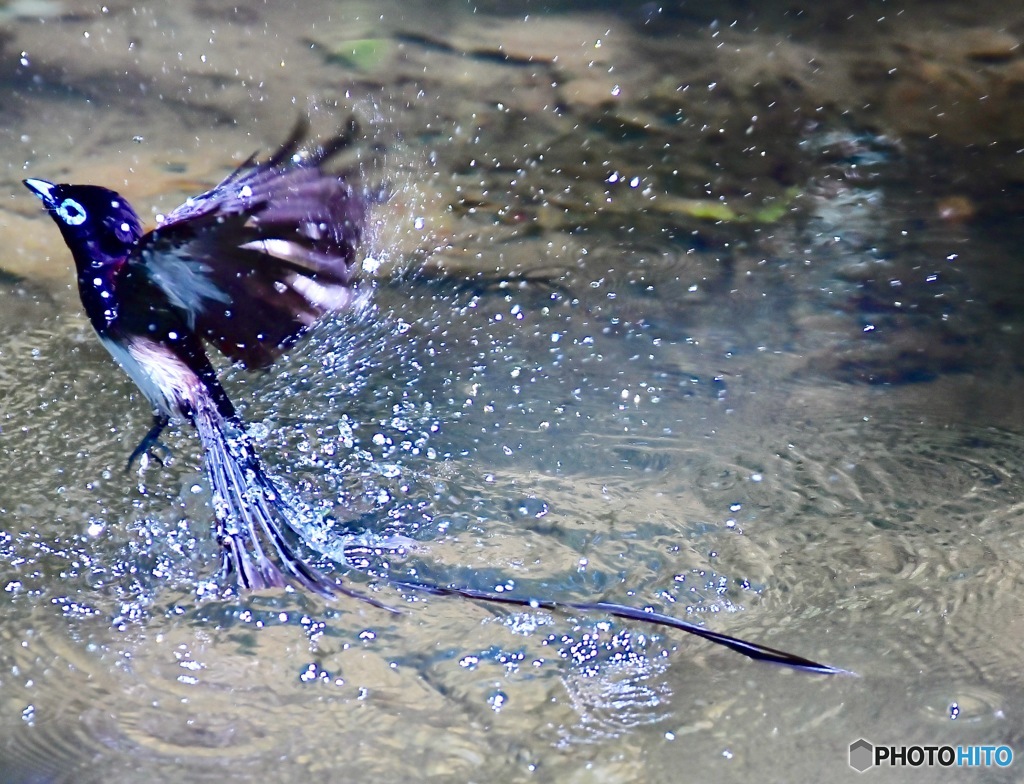 サンコウチョウの水浴び By 写鳥楽 Id 写真共有サイト Photohito