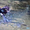 サンコウチョウの水浴び