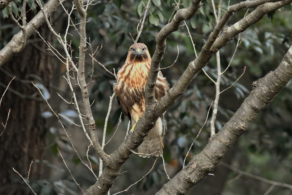 オオタカの幼鳥？