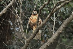 オオタカの幼鳥？