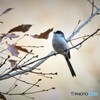 エナガその2