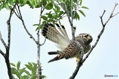 20180607-3 樹上パフォーマンス