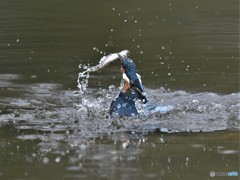 20190312-2　カワセミハイライト