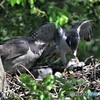 20190522-1　オオタカの雛