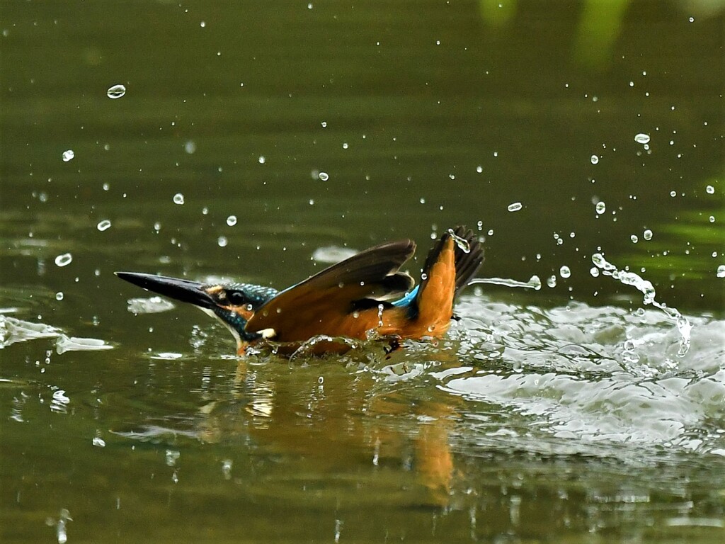 20190716　カワセミ-4