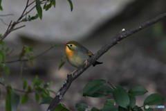 ソウシチョウ 20180304-2