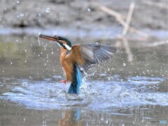 20210108　撮り初めはカワセミから-6