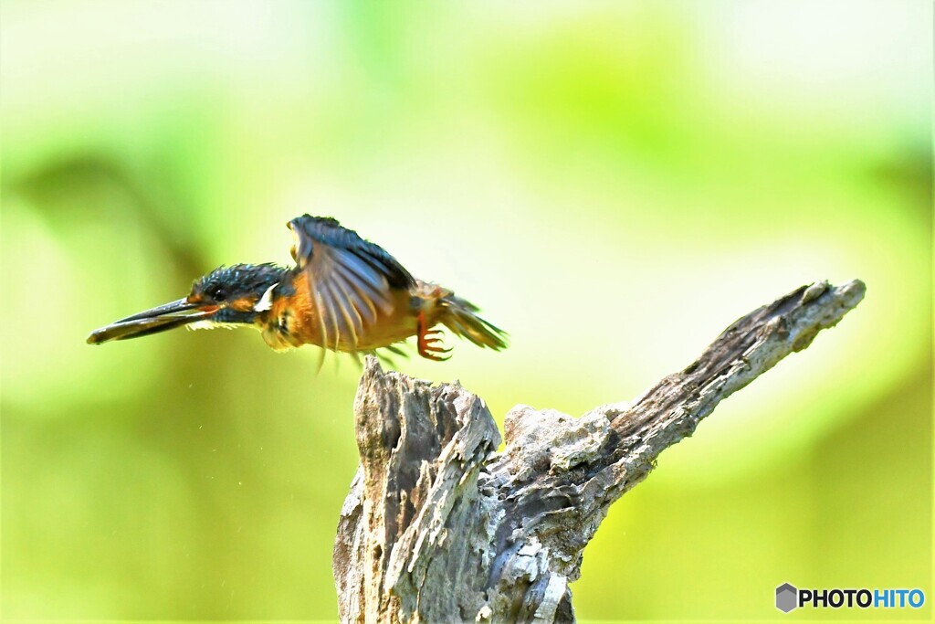 20190807　お持ち帰り-4