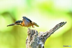 20190807　お持ち帰り-4