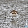 ハジロコチドリその3