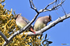 ヒレンジャクその1