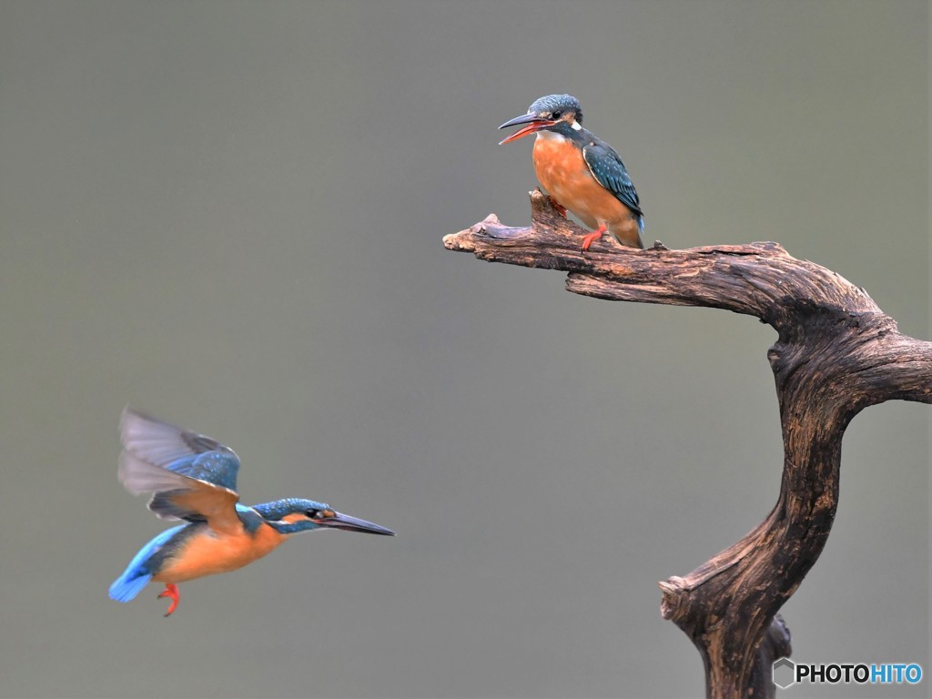 20190110-3　ホバリング