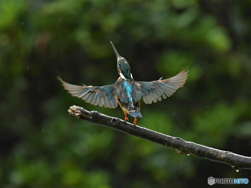 20190823　カワセミ