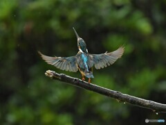 20190823　カワセミ