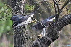 オオタカ 20180402-2