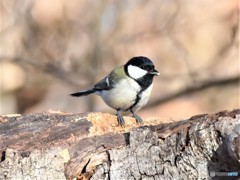 20181210－2　シジュウカラ♀