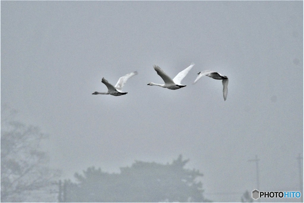 コハクチョウその3