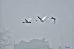 コハクチョウその3