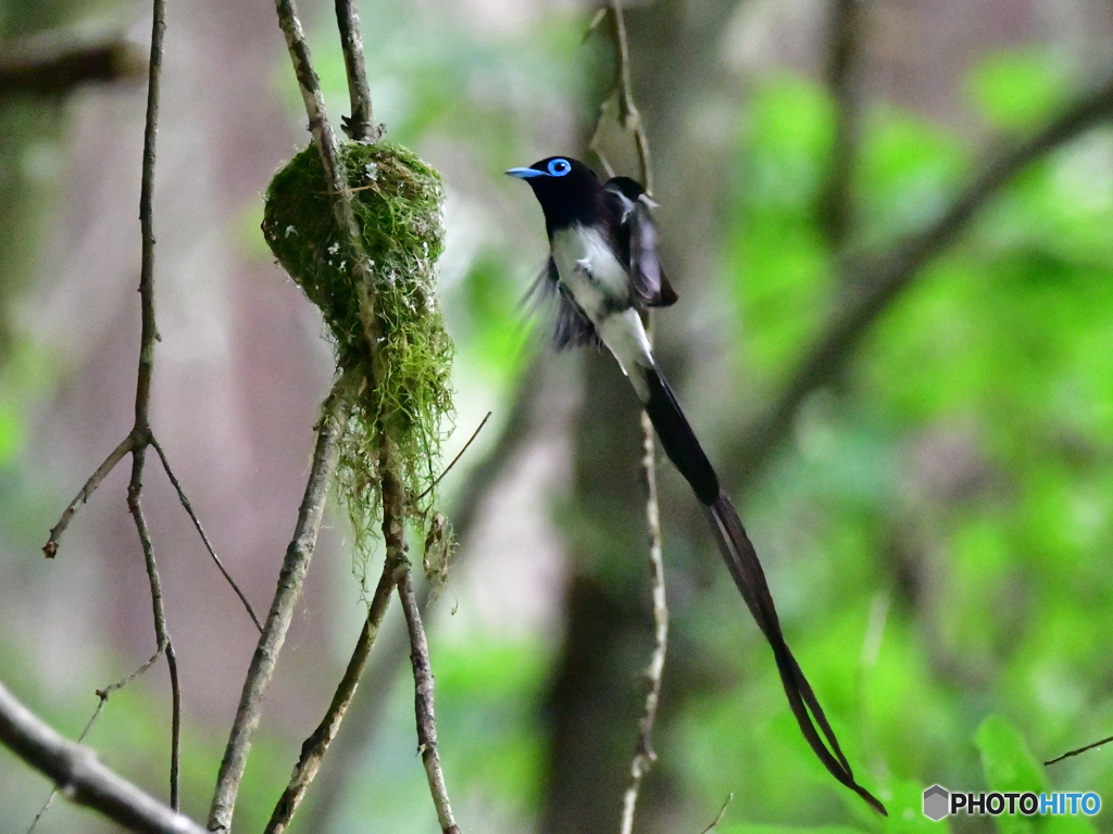 サンコウチョウの巣入り瞬間