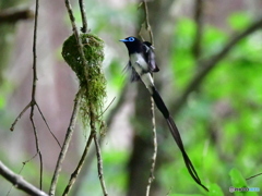 サンコウチョウの巣入り瞬間