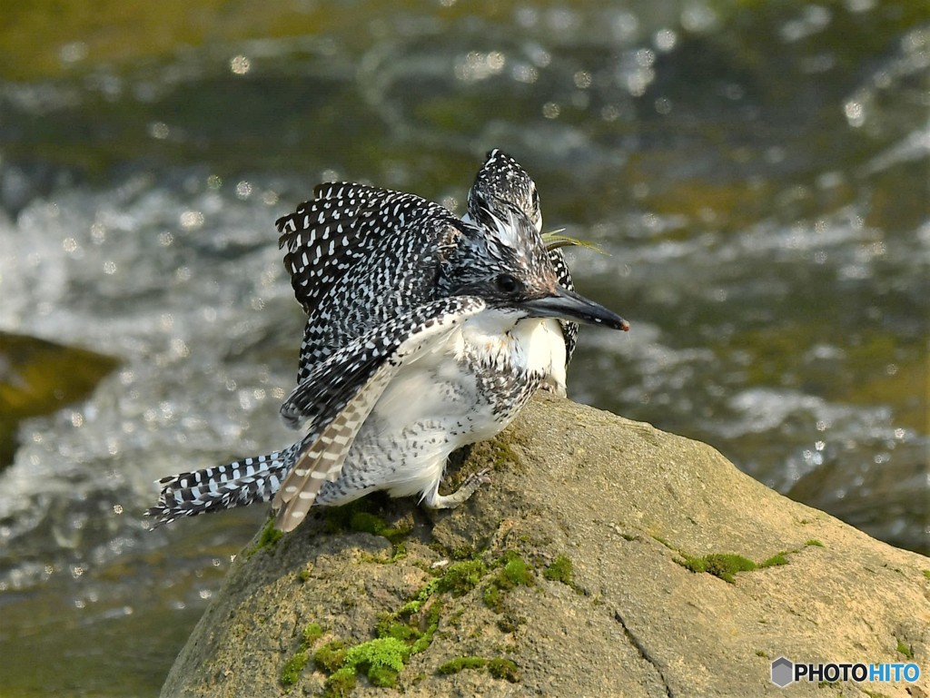 20190621　ヤマセミ-2
