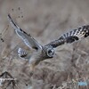 20220126　コミミズクの飛び出し➁