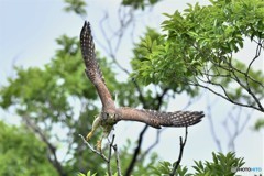 20180608－2 チョウゲンボウ