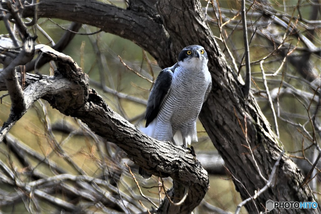 オオタカ 20180303-6