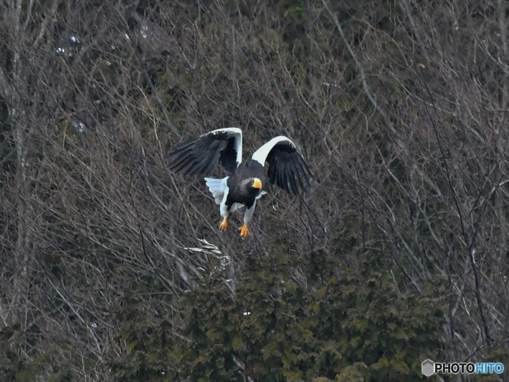 20190224-2　湖北のオオワシ