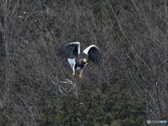 20190224-2　湖北のオオワシ