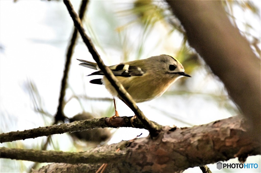 メスのキクちゃん
