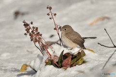 雪オジロビタキその1