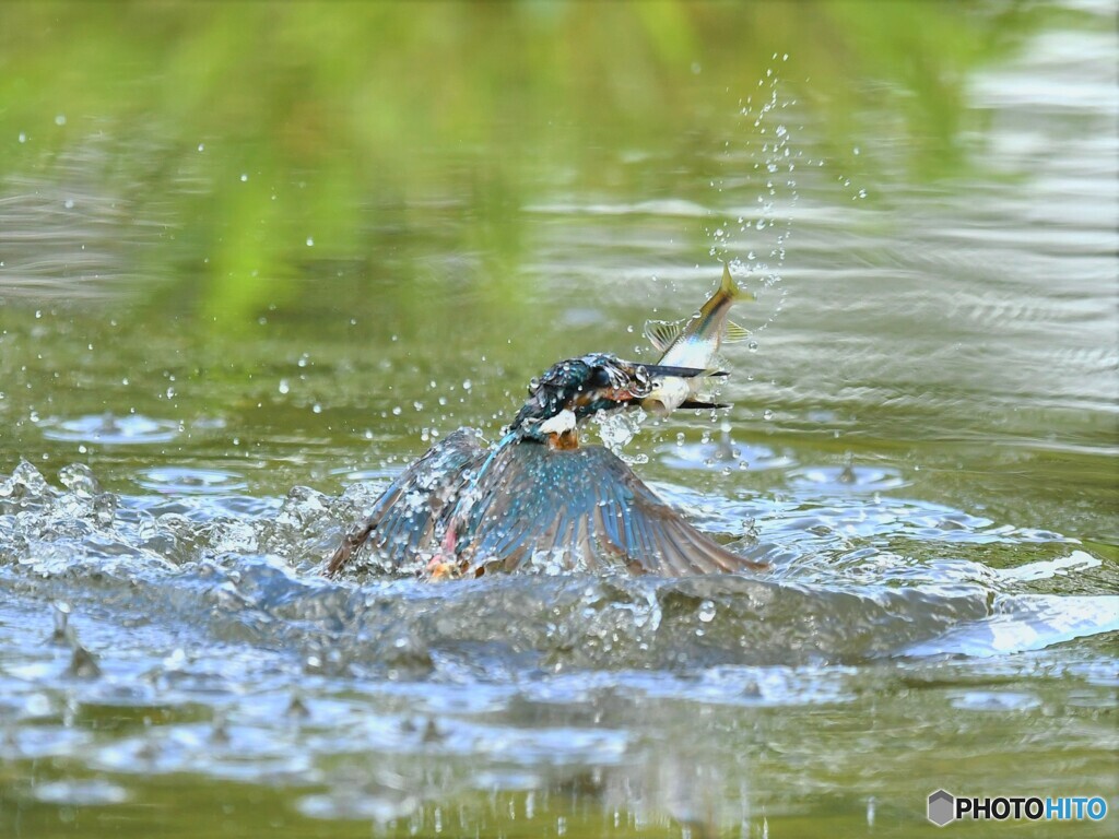 20190806　カワセミ-2