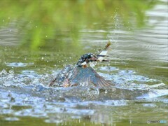 20190806　カワセミ-2