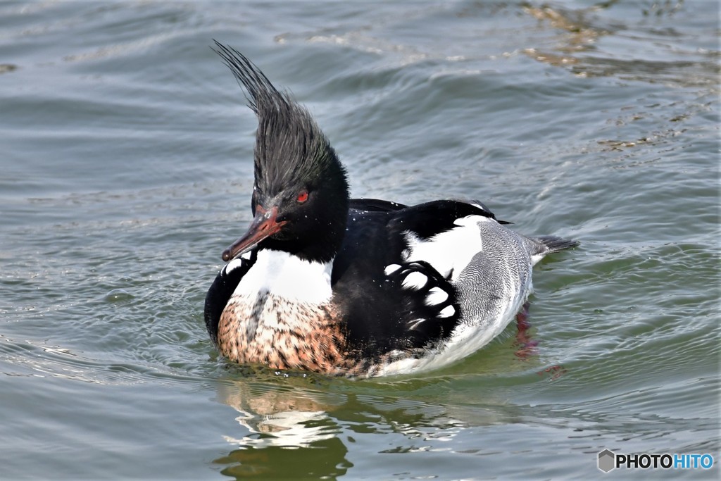 ウミアイサ20180224-2