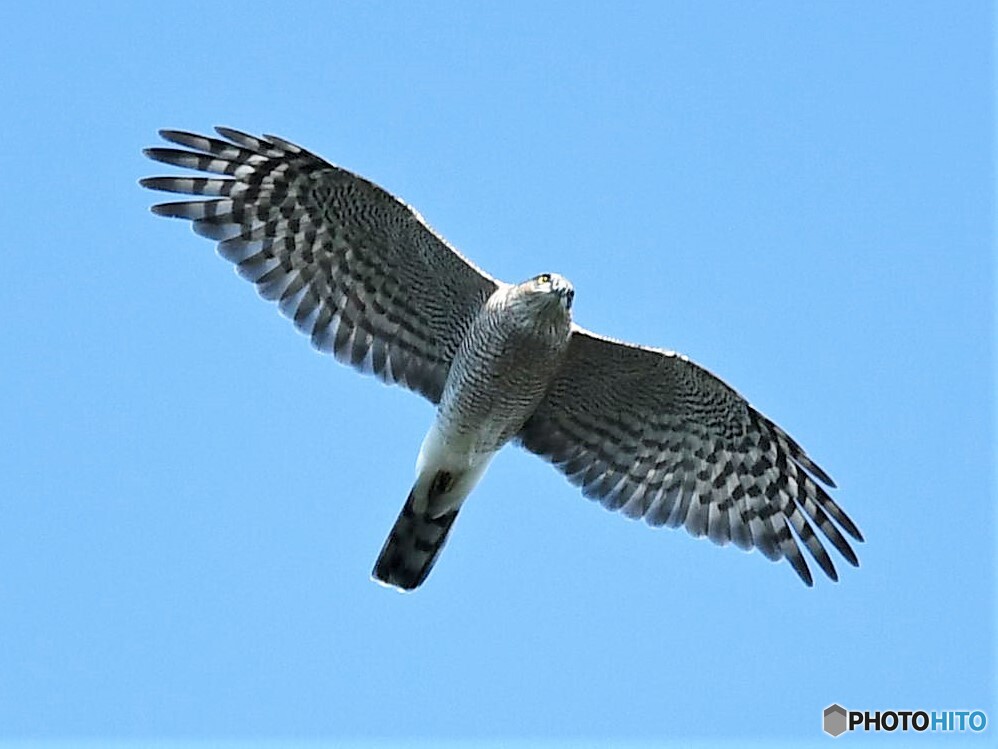 20191103　ハイタカ-3