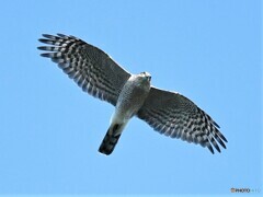 20191103　ハイタカ-3