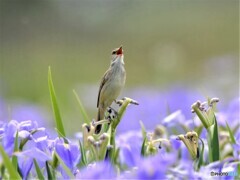 20210513　花菖蒲とオオヨシキリ-2