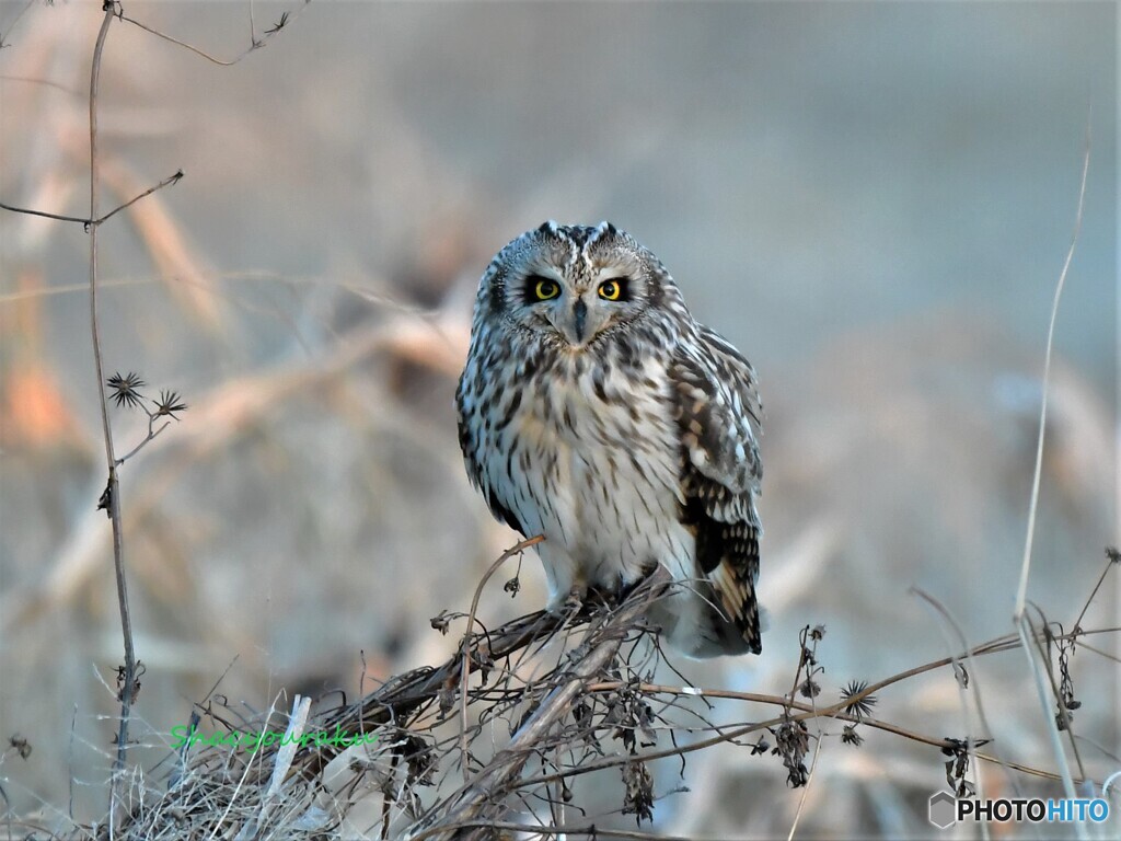 20220105　初撮りはコミミズクとなりました。➀