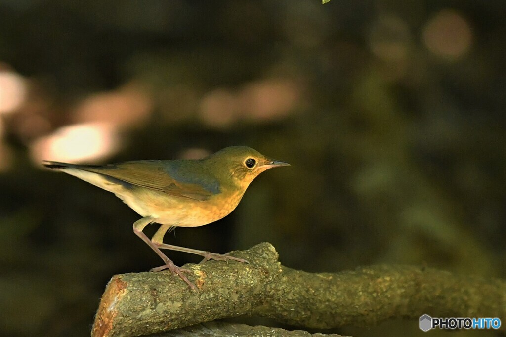 20190825　コルリの幼鳥-1