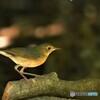 20190825　コルリの幼鳥-1
