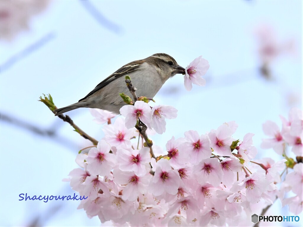 20220402　ニュウナイ桜ラッパ➀