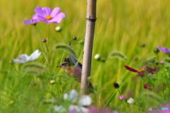 秋桜とノビタキその1